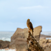 Buy canvas prints of Roadside Hawk on tree stump at seaside by Chris Rabe