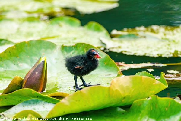 Baby Moorhen on water lily Picture Board by Chris Rabe