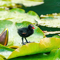 Buy canvas prints of Baby Moorhen on water lily by Chris Rabe