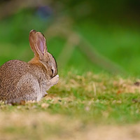 Buy canvas prints of Baby Rabbit rubbing it's face by Chris Rabe