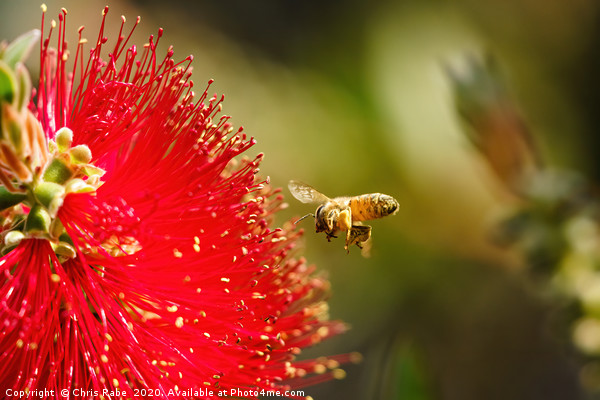 african honeybee about to land on bottlebrush Picture Board by Chris Rabe