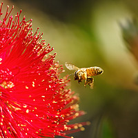 Buy canvas prints of african honeybee about to land on bottlebrush by Chris Rabe