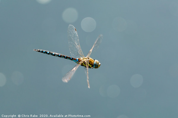 A large blue dragonfly in flight Picture Board by Chris Rabe