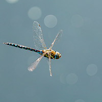 Buy canvas prints of A large blue dragonfly in flight by Chris Rabe