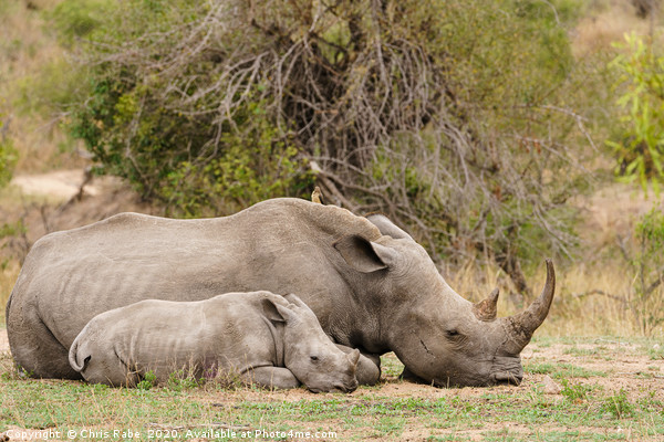 Mother and baby White Rhinoceros resting  Picture Board by Chris Rabe
