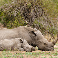 Buy canvas prints of Mother and baby White Rhinoceros resting  by Chris Rabe