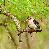 Buy canvas prints of Brown-hooded Kingfisher by Chris Rabe