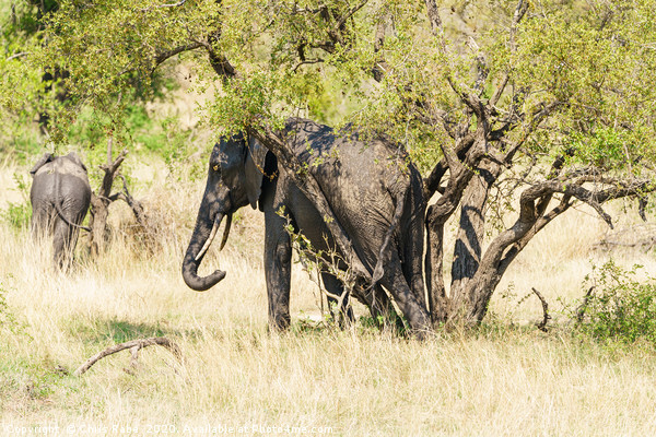 African Elephant having a rub between tree trunks Picture Board by Chris Rabe