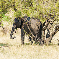 Buy canvas prints of African Elephant having a rub between tree trunks by Chris Rabe