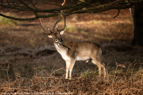 Fallow Deer stag having a good scratch  Picture Board by Chris Rabe