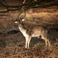 Buy canvas prints of Fallow Deer stag having a good scratch  by Chris Rabe