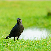 Buy canvas prints of Jackdaw standing in grass by Chris Rabe