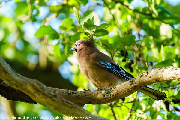 Eurasian Jay portrait Picture Board by Chris Rabe