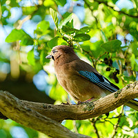 Buy canvas prints of Eurasian Jay portrait by Chris Rabe