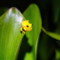 Buy canvas prints of Small-headed tree frog  by Chris Rabe