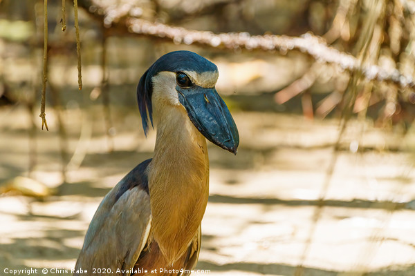 Portrait of a Boat-billed Heron Picture Board by Chris Rabe