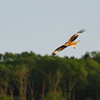 Buy canvas prints of Red Kite in the chilterns by Chris Rabe