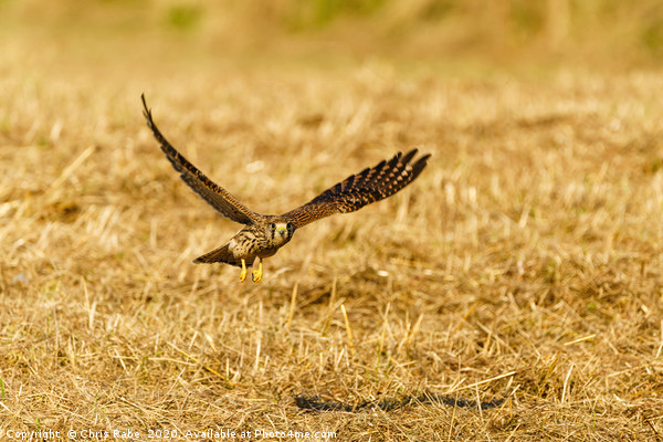 Common Kestrel in flight, low over grass Picture Board by Chris Rabe