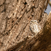 Buy canvas prints of Little Owl on a tree by Chris Rabe