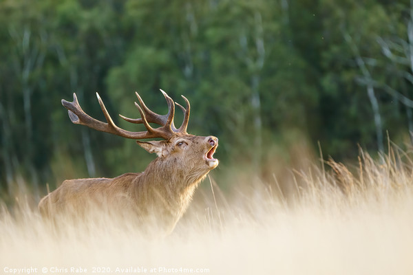 Red deer stag during rutting season Picture Board by Chris Rabe