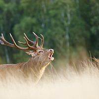 Buy canvas prints of Red deer stag during rutting season by Chris Rabe
