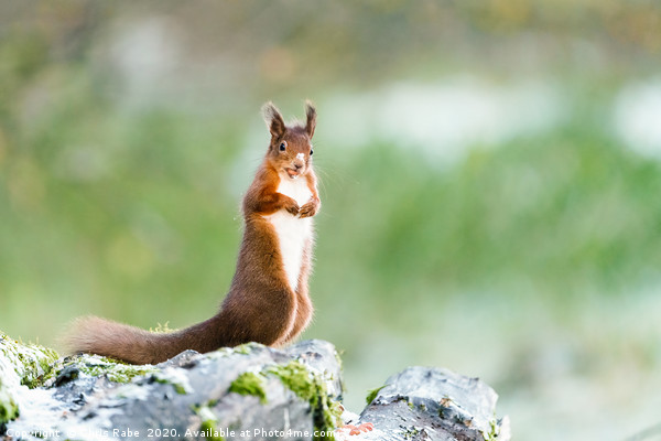 red squirrel standing in light snow Picture Board by Chris Rabe