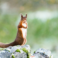 Buy canvas prints of red squirrel standing in light snow by Chris Rabe