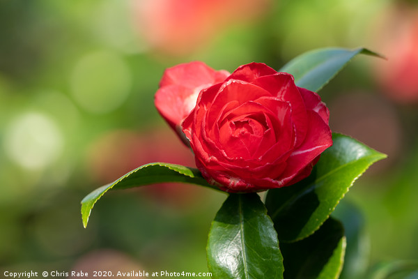 A bright red camelia flower Picture Board by Chris Rabe