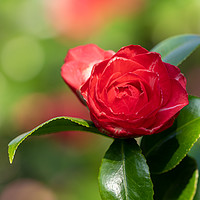 Buy canvas prints of A bright red camelia flower by Chris Rabe