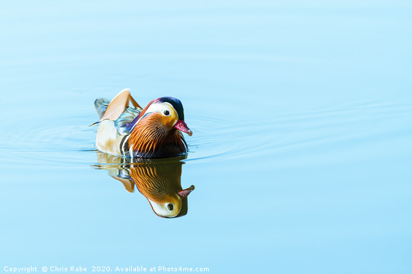 Mandarin Duck male on a still lake Picture Board by Chris Rabe