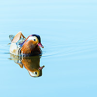 Buy canvas prints of Mandarin Duck male on a still lake by Chris Rabe