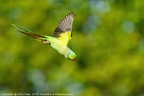 Ring-necked parakeet in flight Picture Board by Chris Rabe