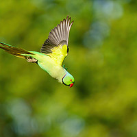 Buy canvas prints of Ring-necked parakeet in flight by Chris Rabe