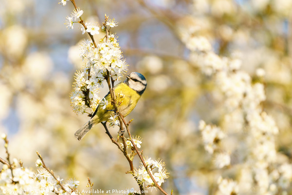 Blue Tit on blossom Picture Board by Chris Rabe