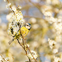 Buy canvas prints of Blue Tit on blossom by Chris Rabe