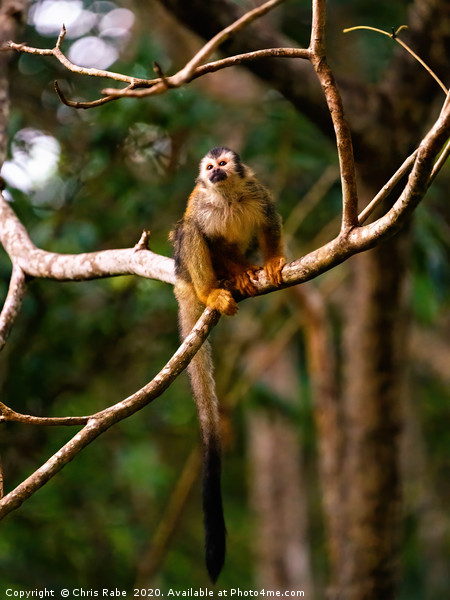 Common Squirrel Monkey in jungle Picture Board by Chris Rabe