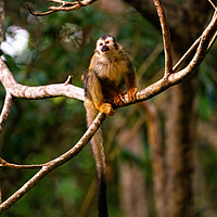 Buy canvas prints of Common Squirrel Monkey in jungle by Chris Rabe