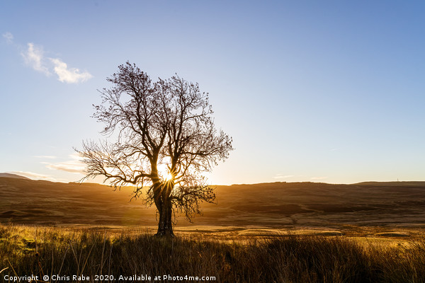 sunrise through a lone tree on Perthshire moors Picture Board by Chris Rabe