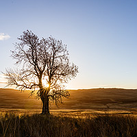 Buy canvas prints of sunrise through a lone tree on Perthshire moors by Chris Rabe
