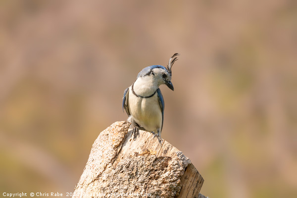 White-throated Magpie-Jay  Picture Board by Chris Rabe