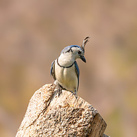 Buy canvas prints of White-throated Magpie-Jay  by Chris Rabe