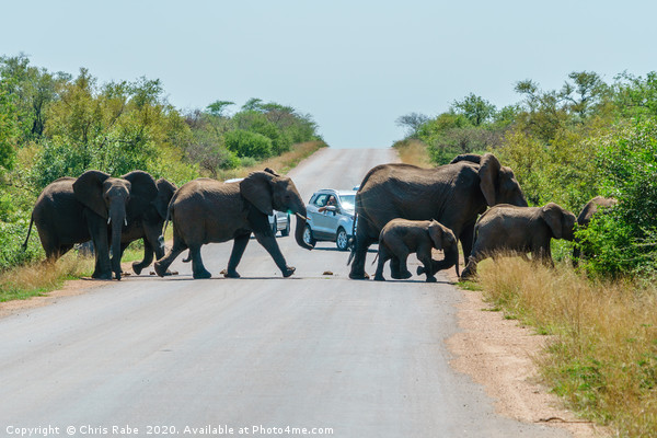 Herd of African Elephant holding up traffic Picture Board by Chris Rabe