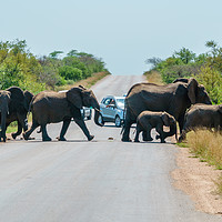 Buy canvas prints of Herd of African Elephant holding up traffic by Chris Rabe