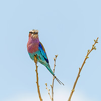 Buy canvas prints of Lilac-Breasted Roller perched on a small branch by Chris Rabe
