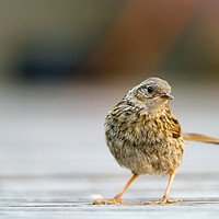 Buy canvas prints of Dunnock juvenile, striking a pose on decking by Chris Rabe