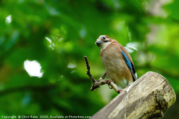 Eurasian Jay in forest shade Picture Board by Chris Rabe