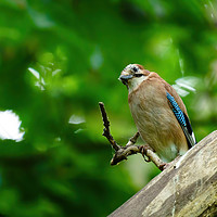 Buy canvas prints of Eurasian Jay in forest shade by Chris Rabe
