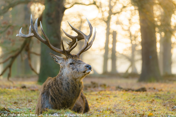 Red deer stag resting in early morning light Picture Board by Chris Rabe