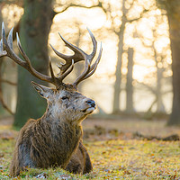 Buy canvas prints of Red deer stag resting in early morning light by Chris Rabe