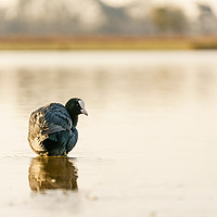 Buy canvas prints of Coot on a still pond at dawn by Chris Rabe